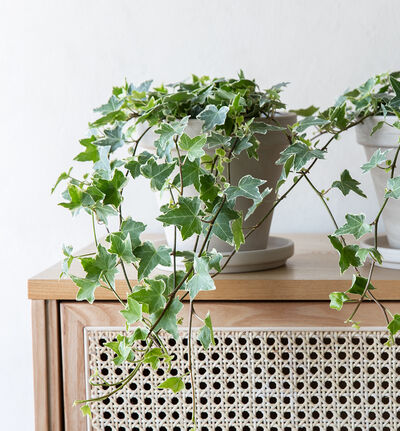 Eføy grønn Eføy grønn